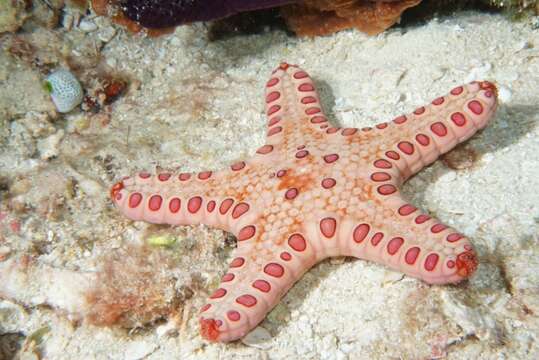 Image of cushion stars