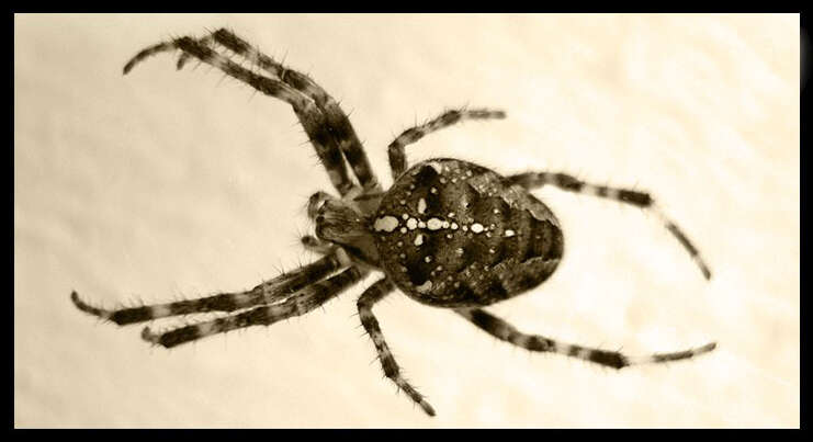 Image of Garden spider