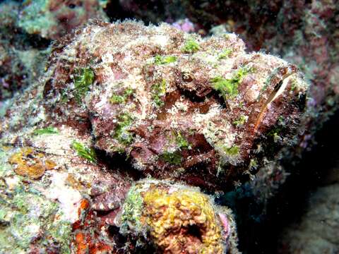 Image of Reef stonefish