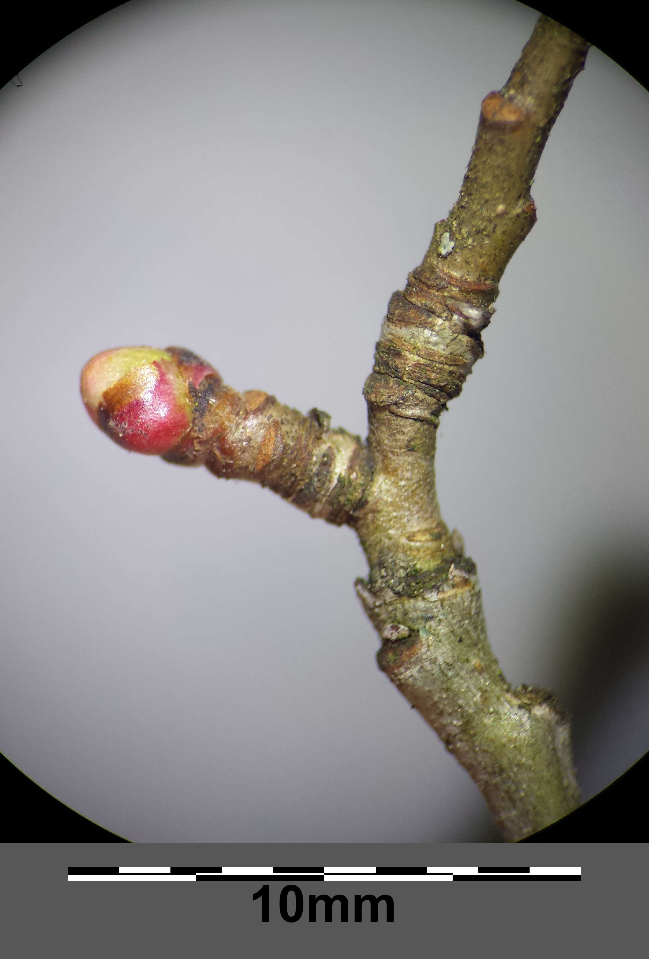 Image of Midland Hawthorn