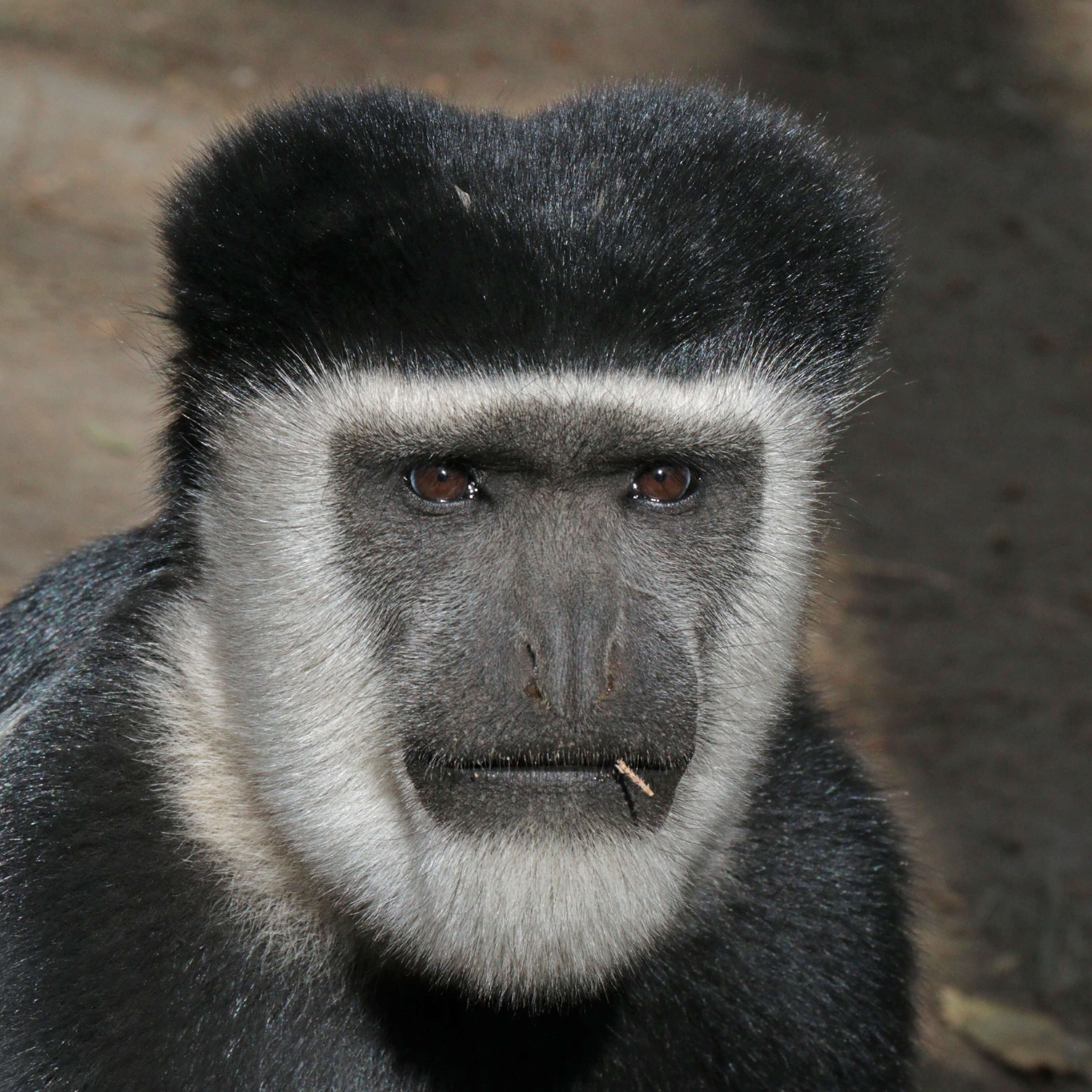 Image of Mantled Colobus