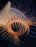 Image of Venus flytrap sea anemone