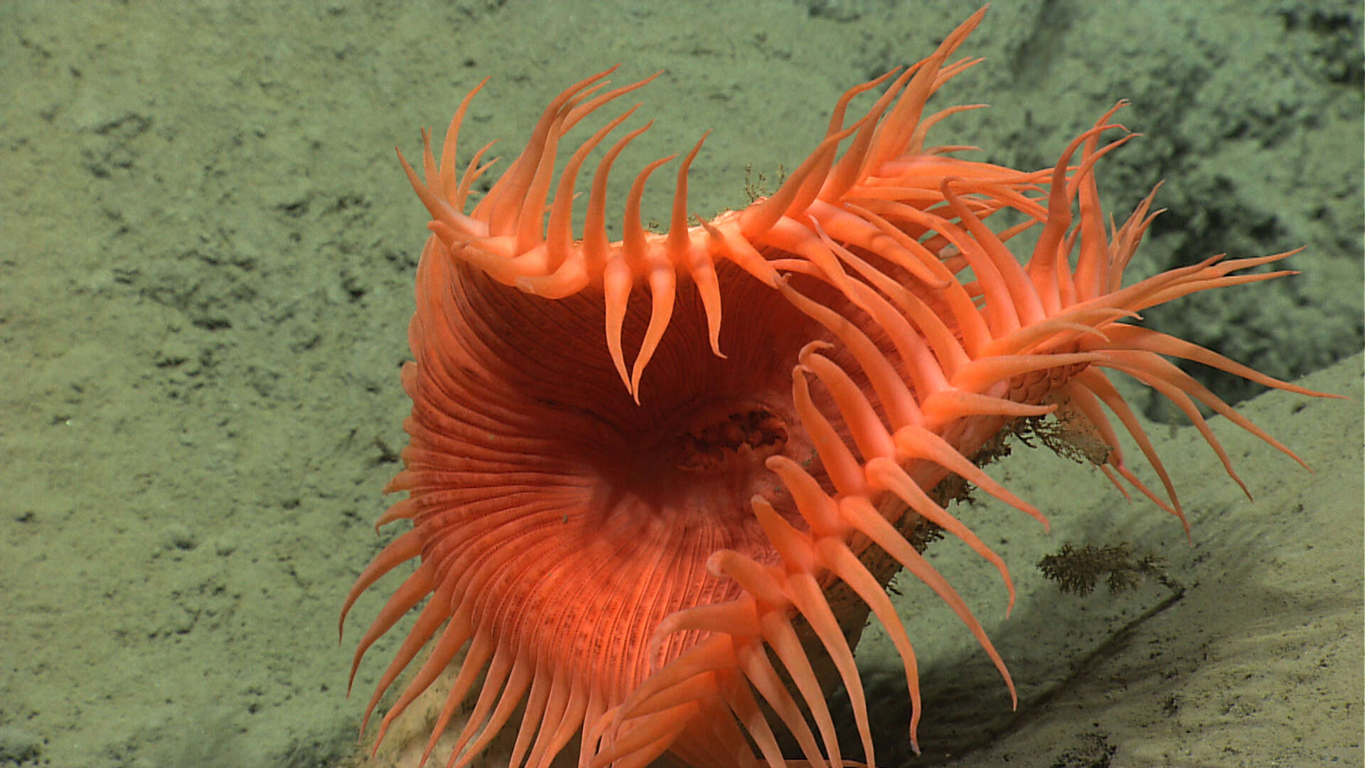 Image of Venus flytrap sea anemone