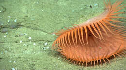 Image of Venus flytrap sea anemone