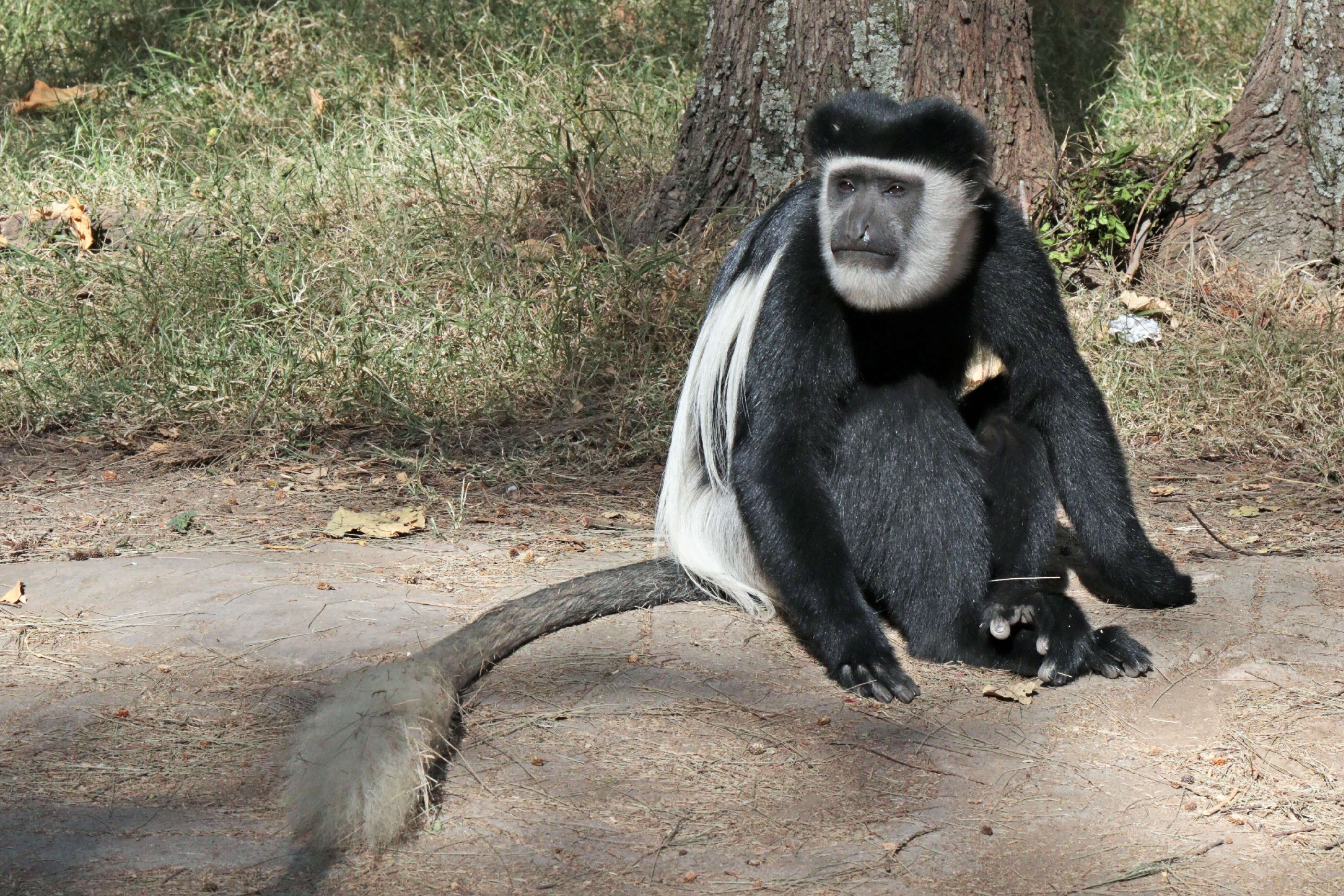 Image of Mantled Colobus