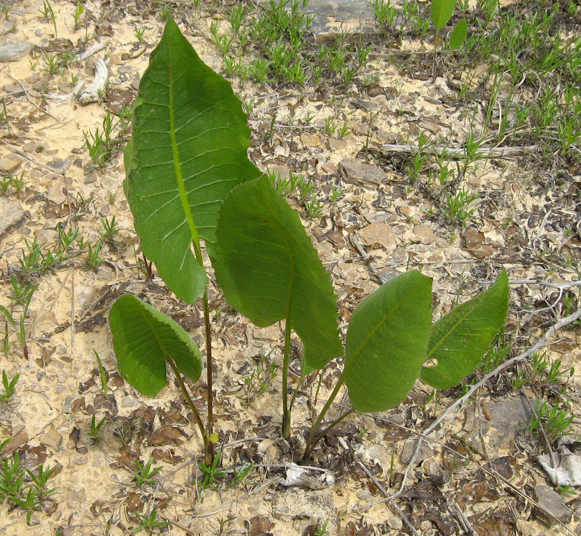 Silphium terebinthinaceum Jacq. resmi