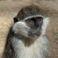 Image of vervet monkey