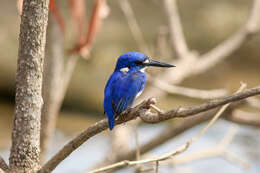 Image of Little Kingfisher