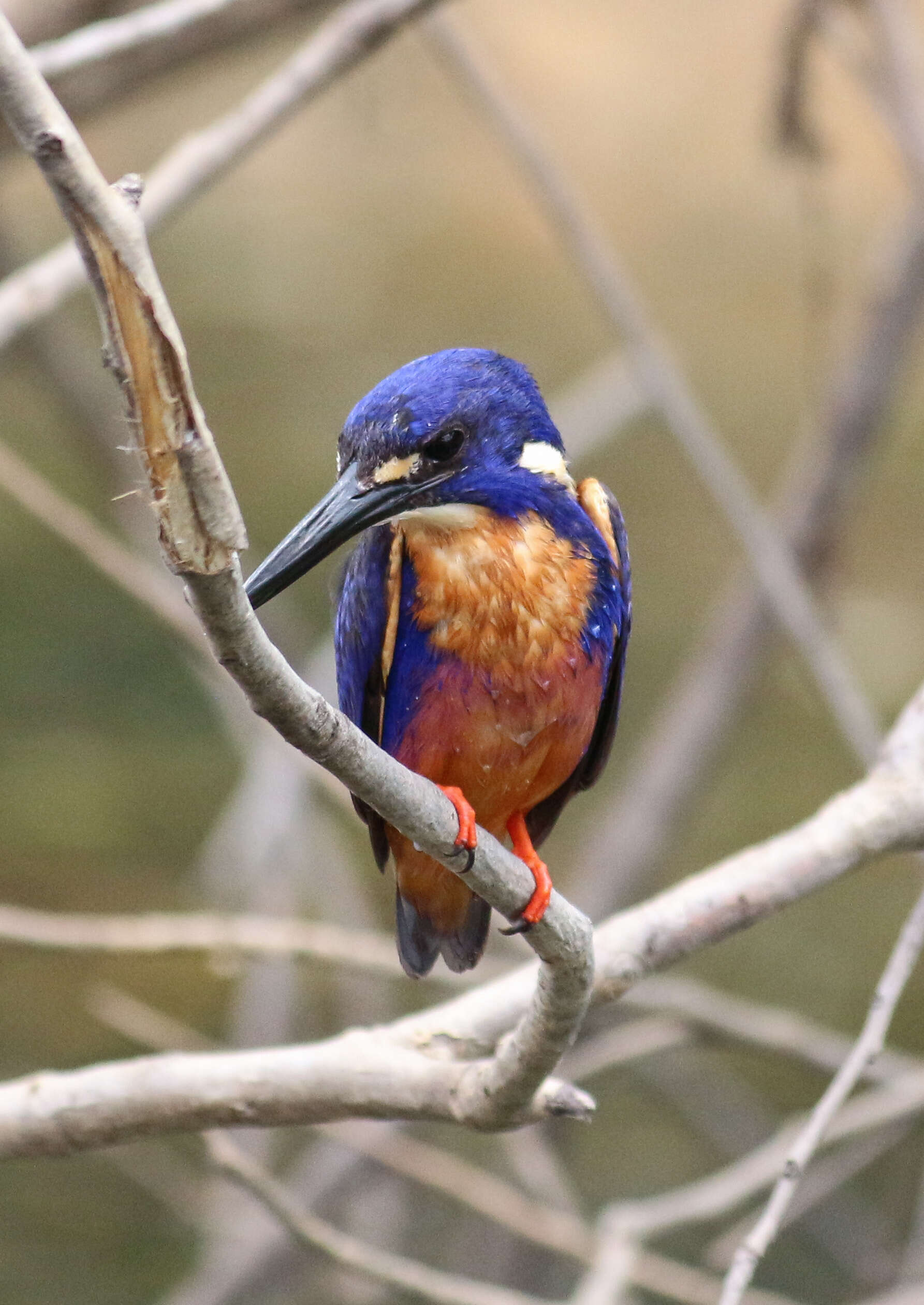 Image of Azure Kingfisher