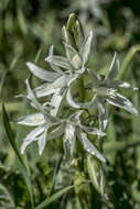 Image of Ornithogalum narbonense L.