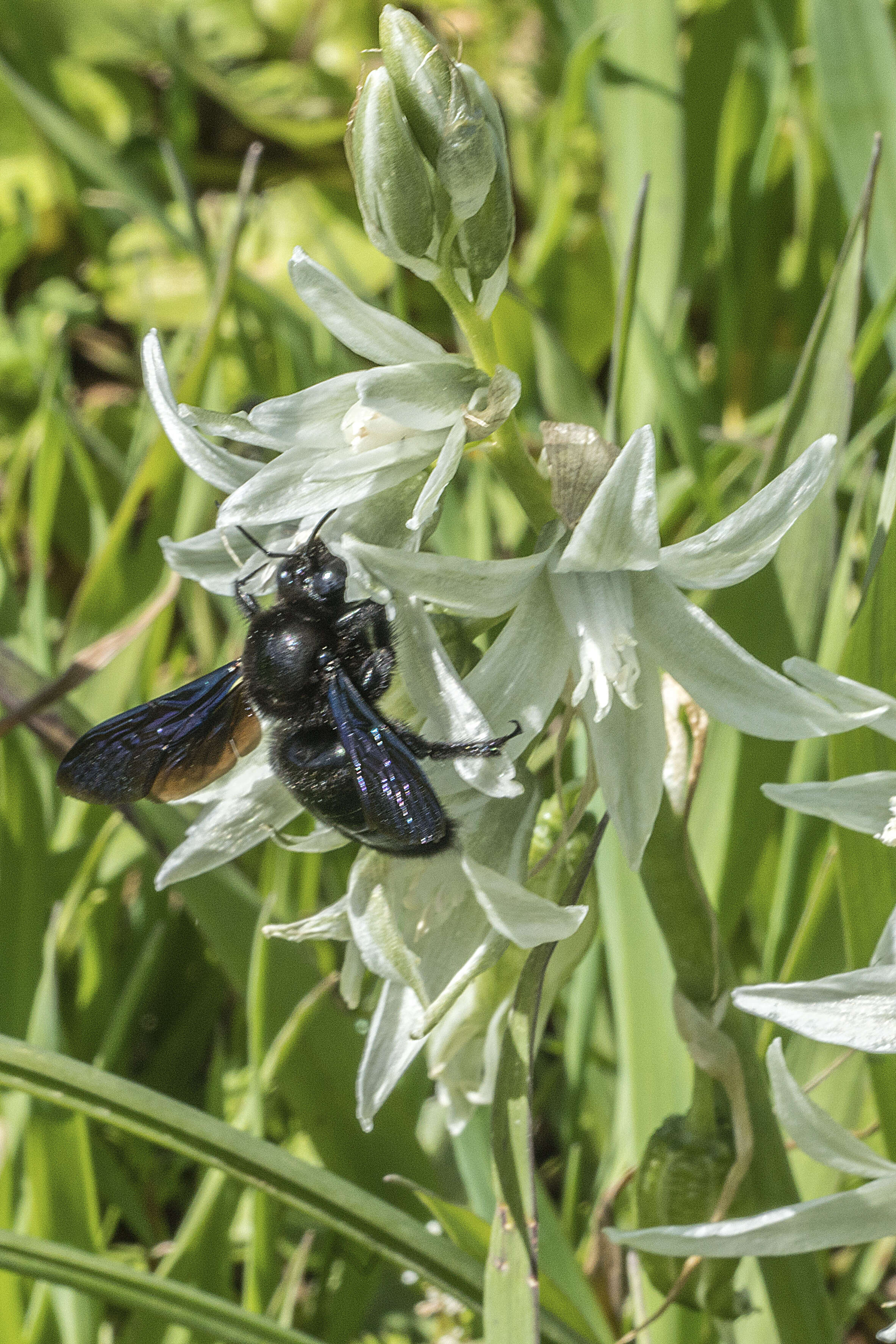 Image of Ornithogalum narbonense L.