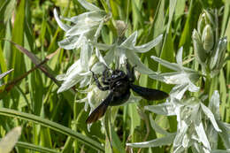 Image of Ornithogalum narbonense L.