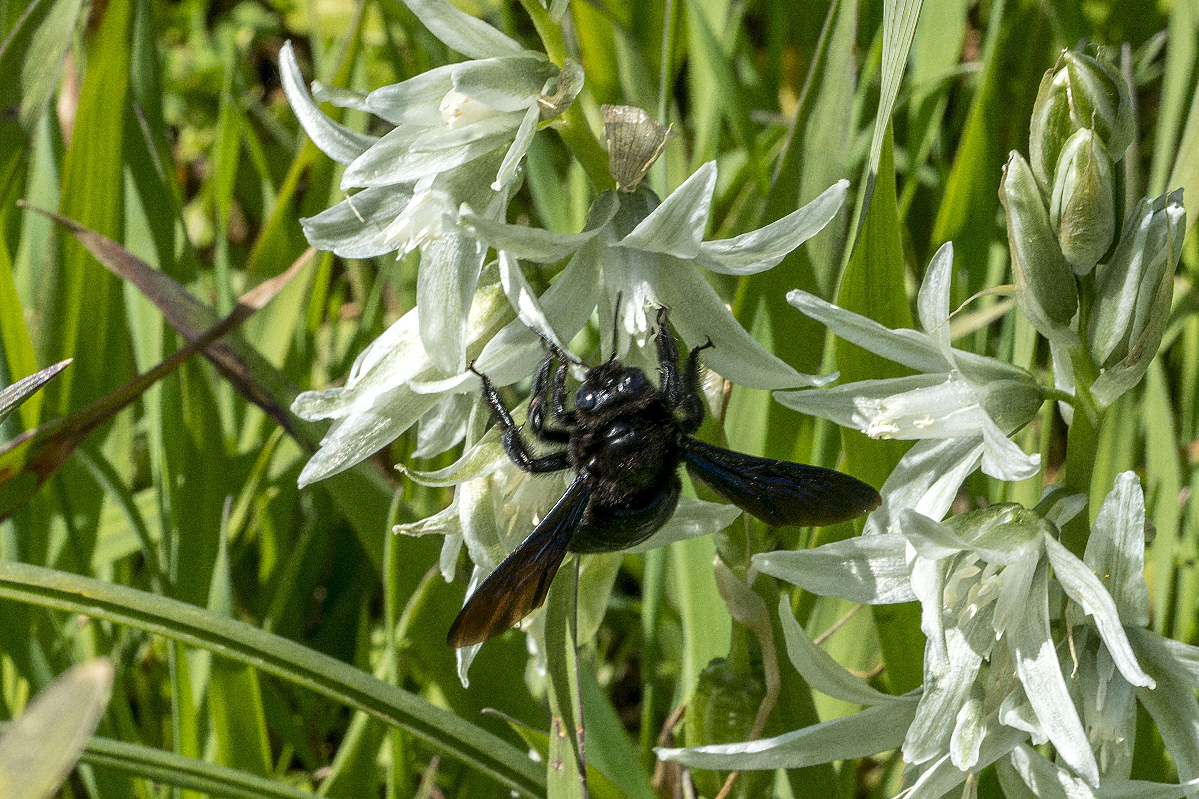 Image of Ornithogalum narbonense L.