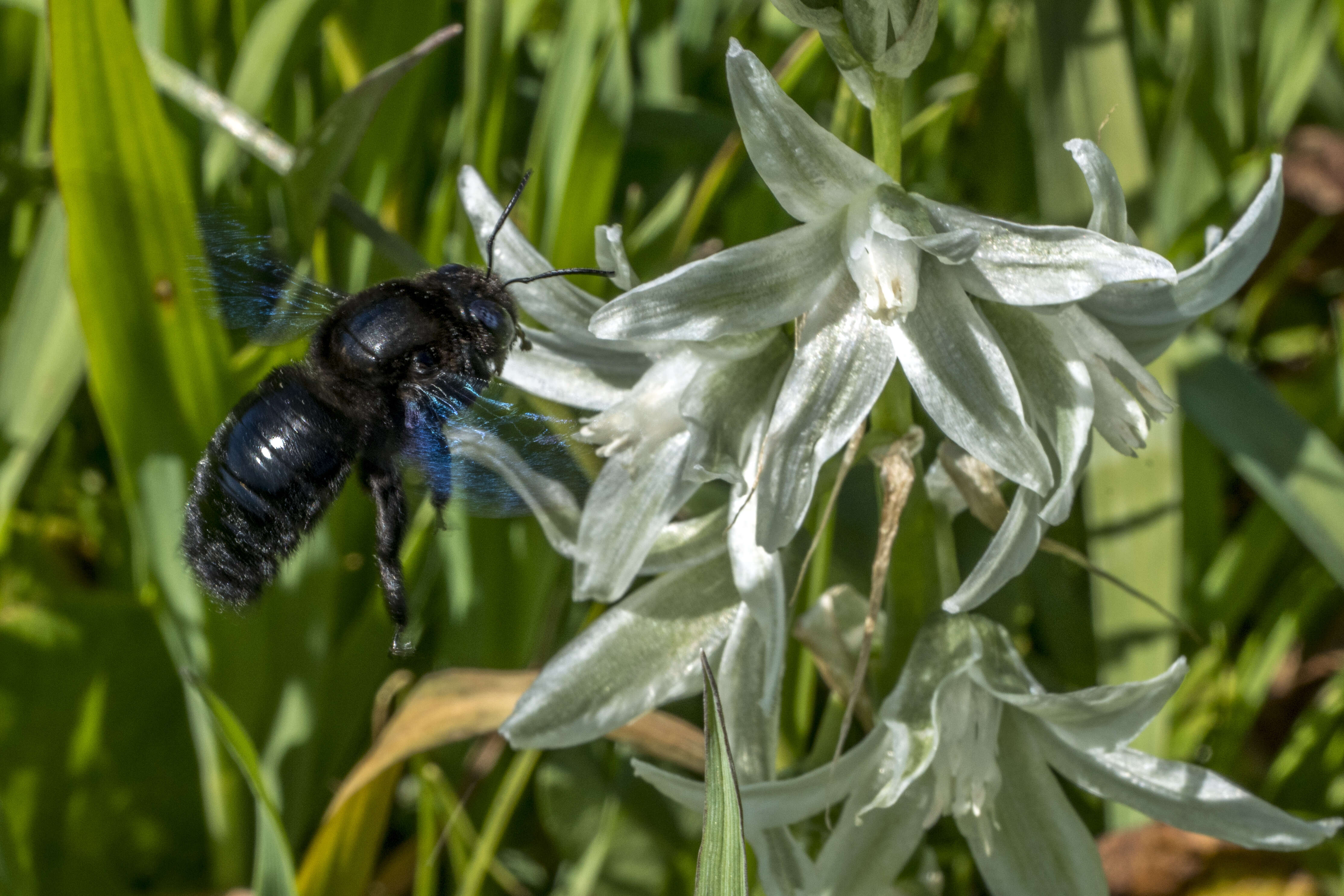 Image of Ornithogalum narbonense L.