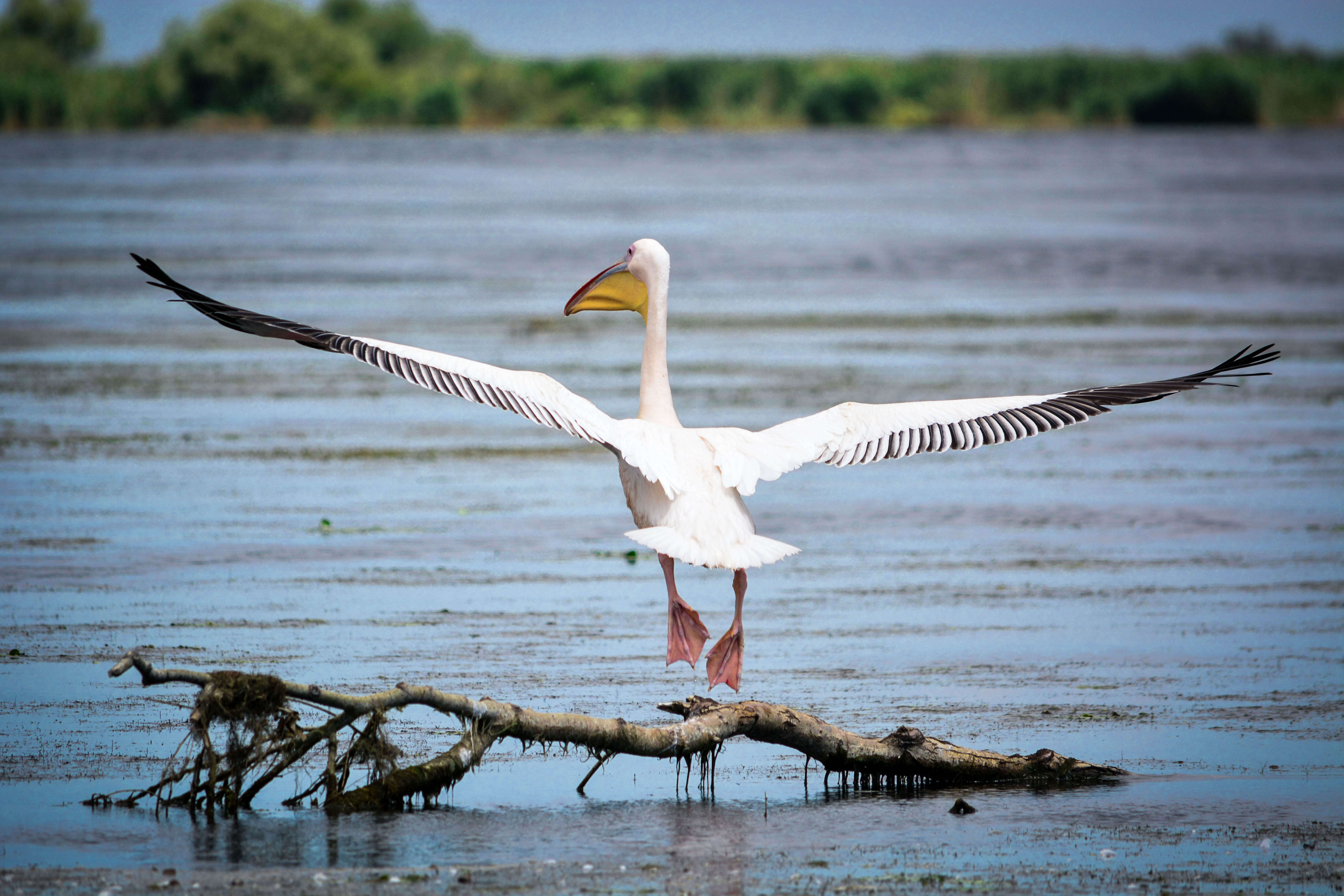 Image of Great White Pelican