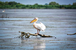 Image of Great White Pelican