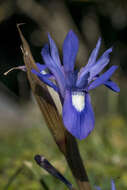 Image of Barbary Nut Iris