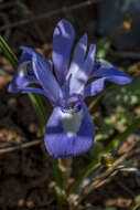 Image of Barbary Nut Iris