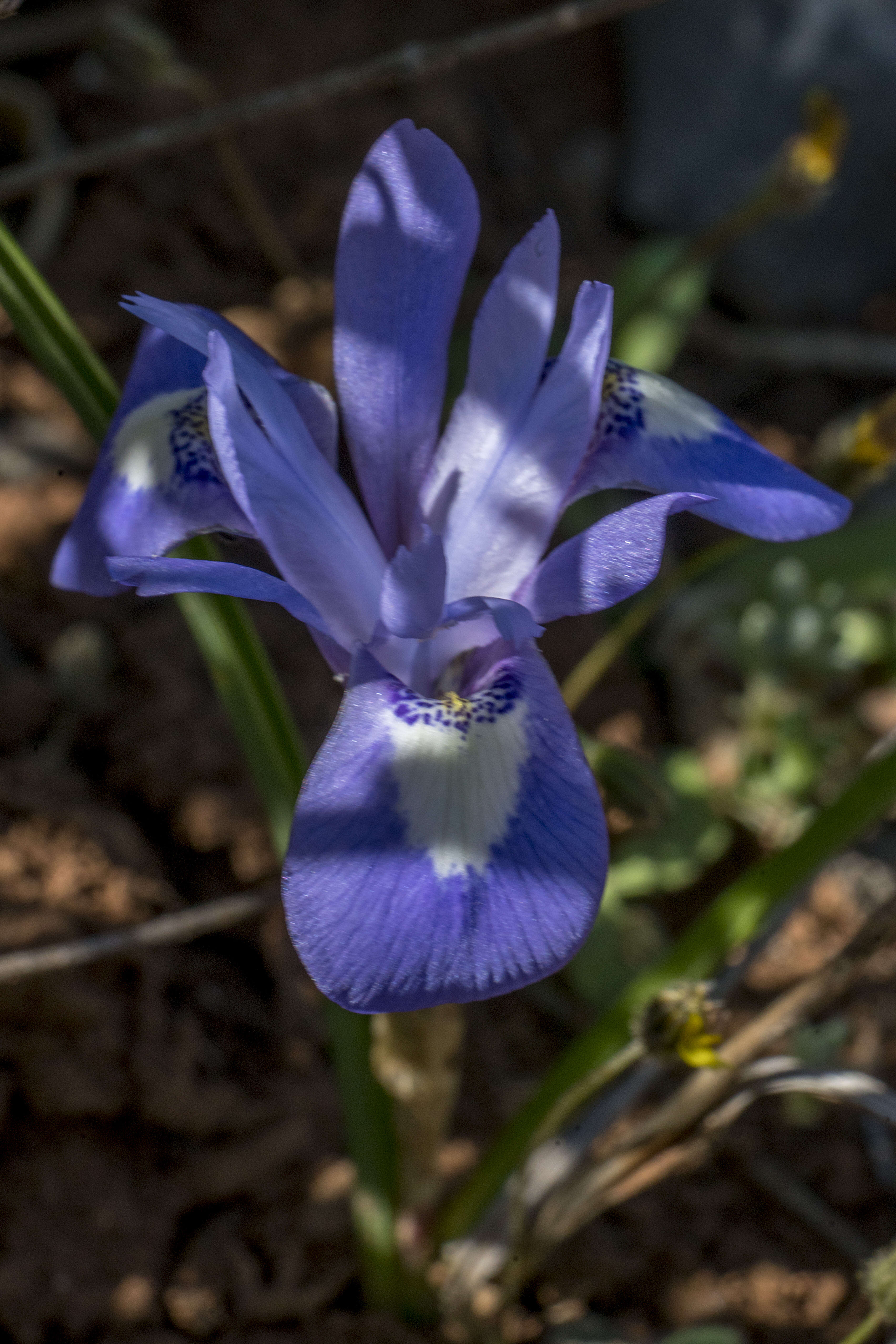 Image of Barbary Nut Iris