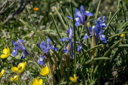 Image of Barbary Nut Iris