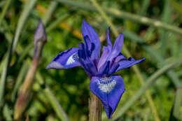 Image of Barbary Nut Iris