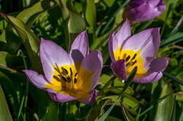 Image de Tulipa saxatilis Sieber ex Spreng.