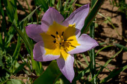 Image de Tulipa saxatilis Sieber ex Spreng.