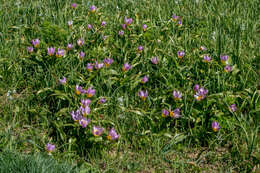 Image de Tulipa saxatilis Sieber ex Spreng.