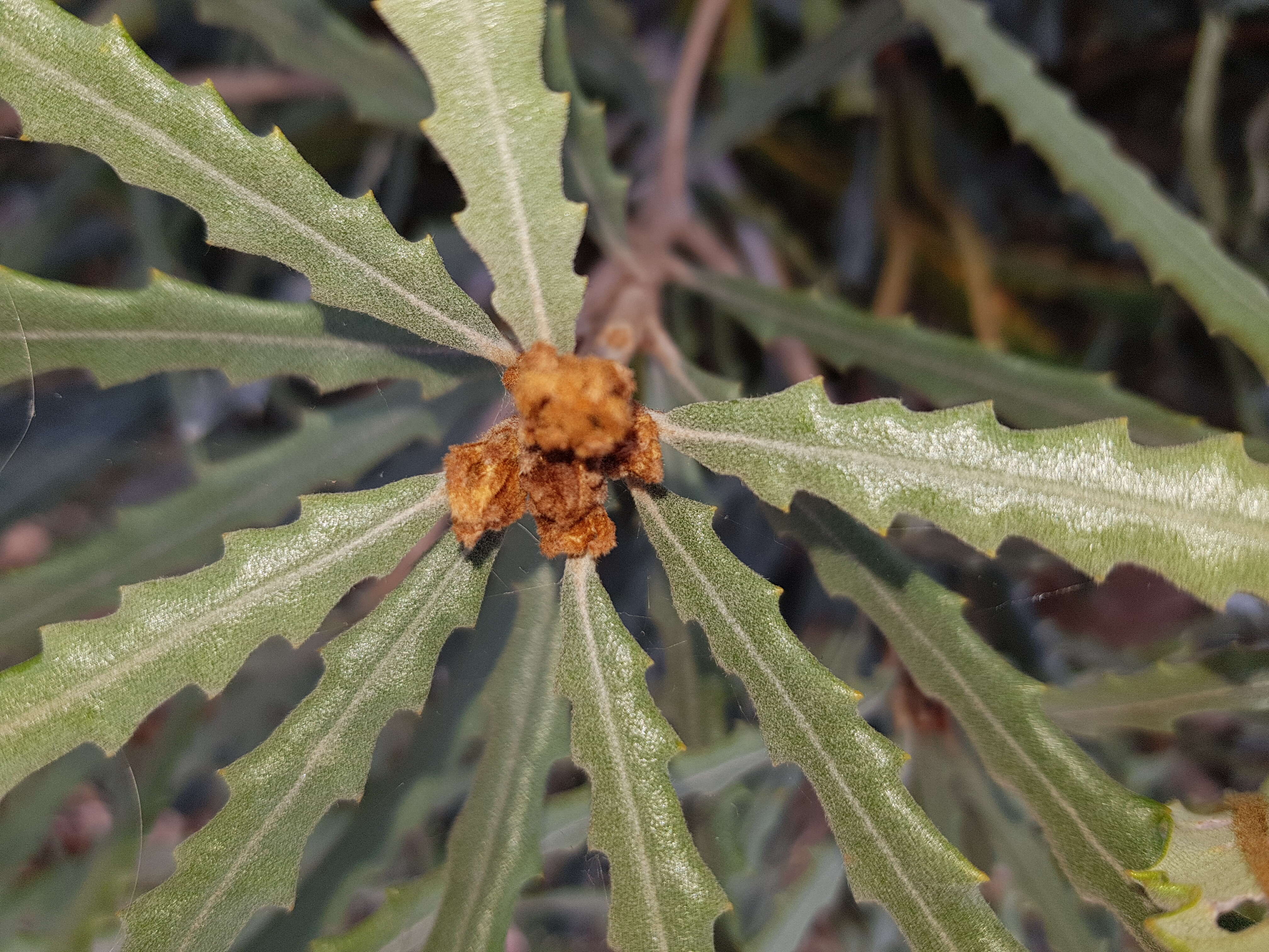 Image of Banksia pilostylis C. A. Gardner