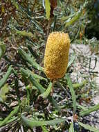 Image of Banksia pilostylis C. A. Gardner