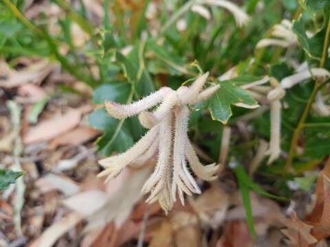 Image of Banksia repens Labill.