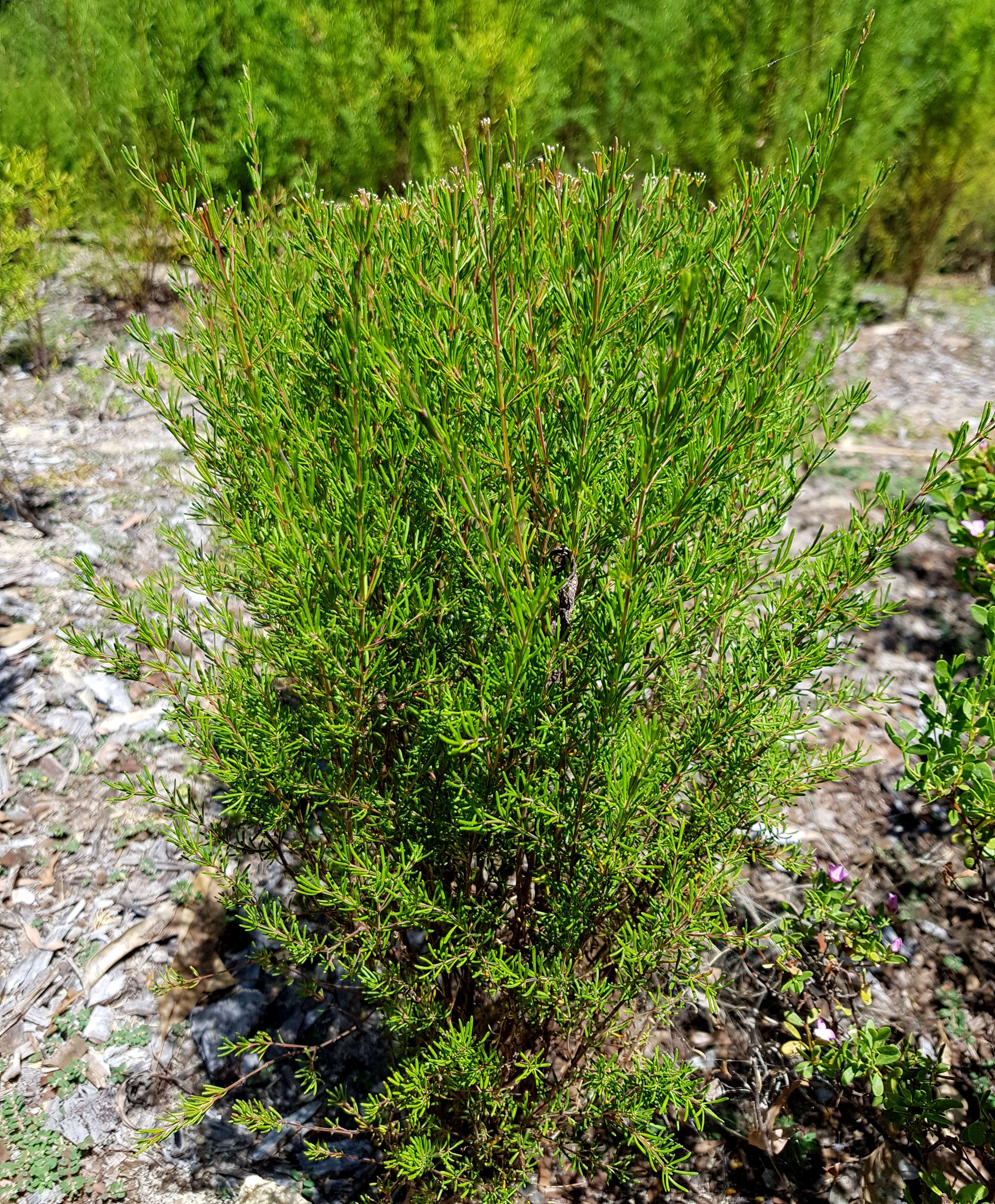 Image of sweet boronia