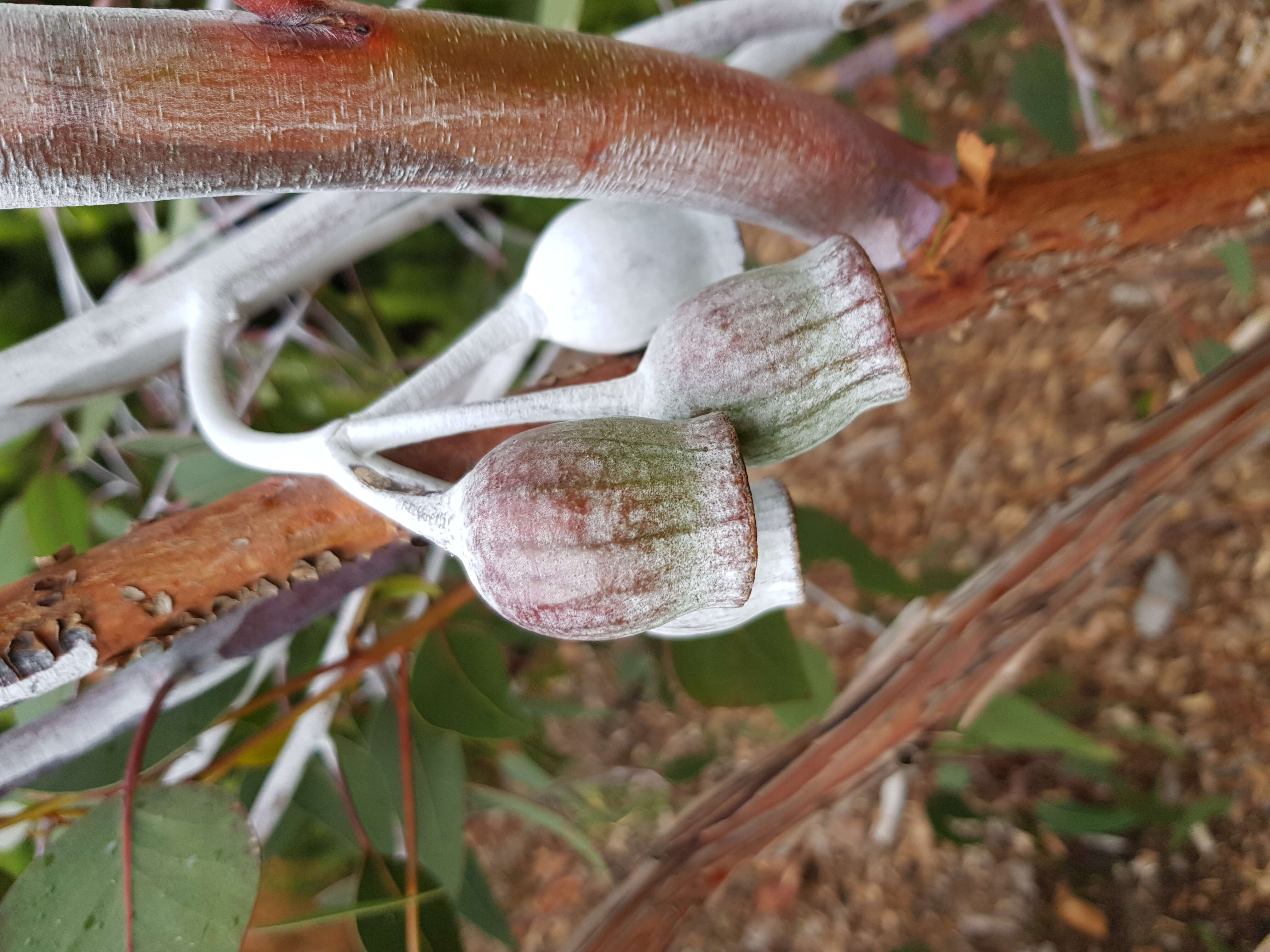 Слика од Eucalyptus caesia Benth.