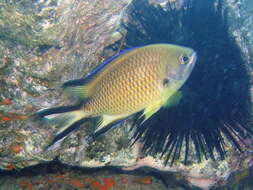 Image of Damsel fish