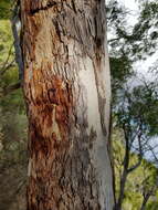 Image of Eucalyptus victrix L. A. S. Johnson & K. D. Hill