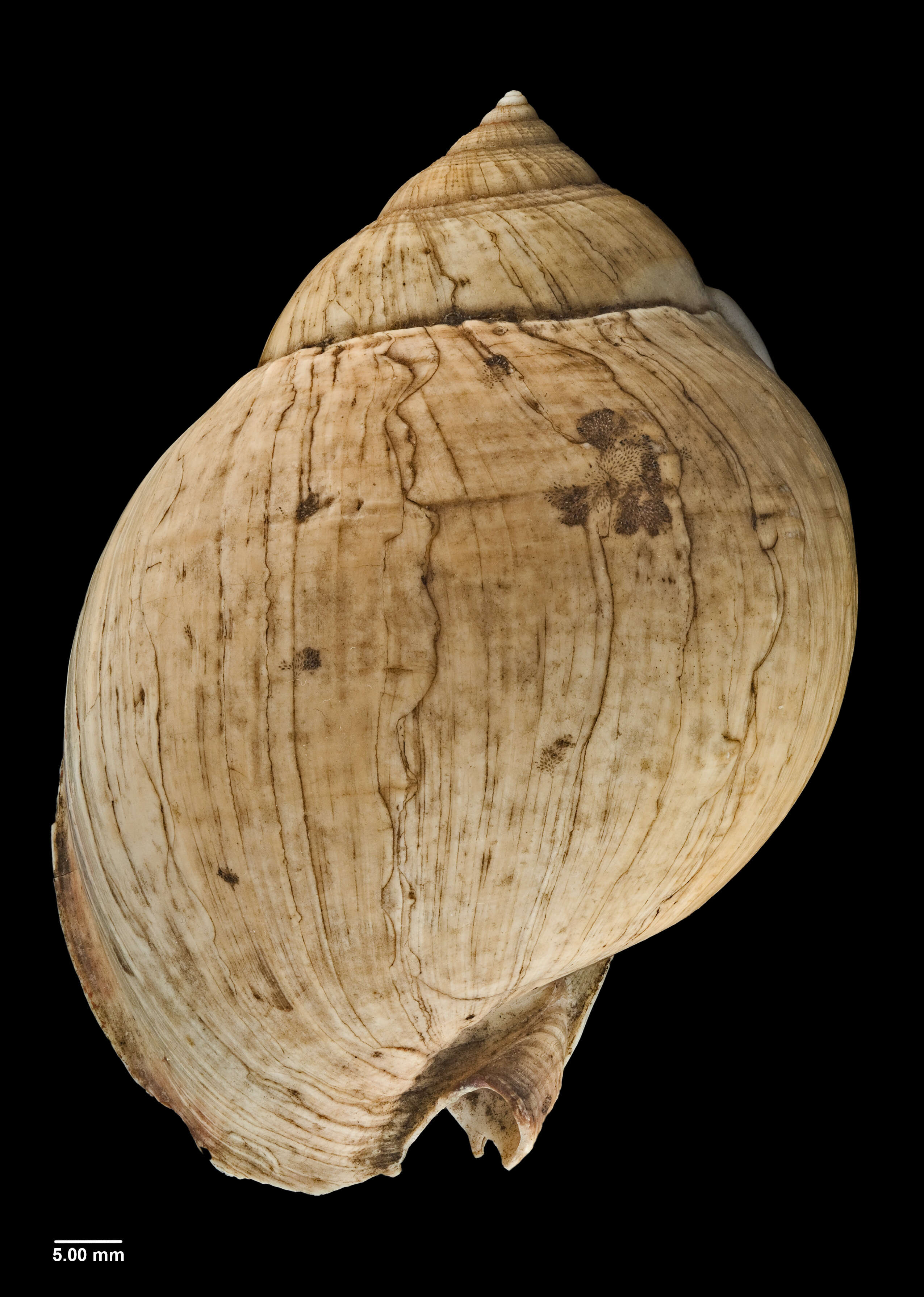 Image of Semicassis pyrum (Lamarck 1822)