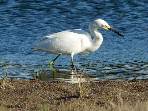 Image of Snowy Egret