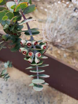 Image of round-leaf mallee