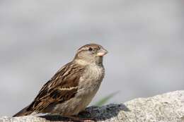 Image of Italian Sparrow