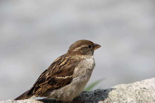 Image of Italian Sparrow