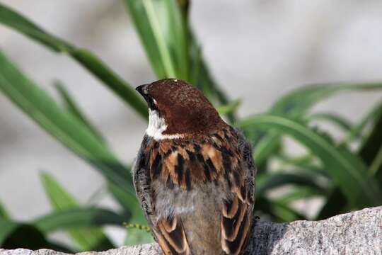 Image of Italian Sparrow