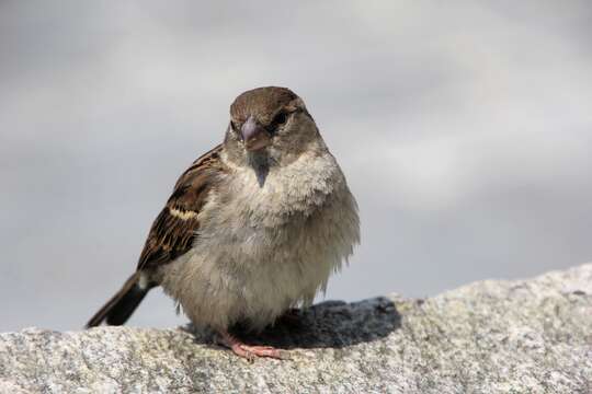 Image of Italian Sparrow