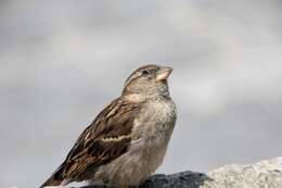 Image of Italian Sparrow