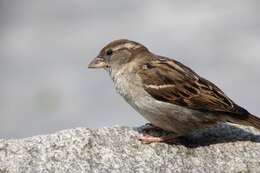 Image of Italian Sparrow