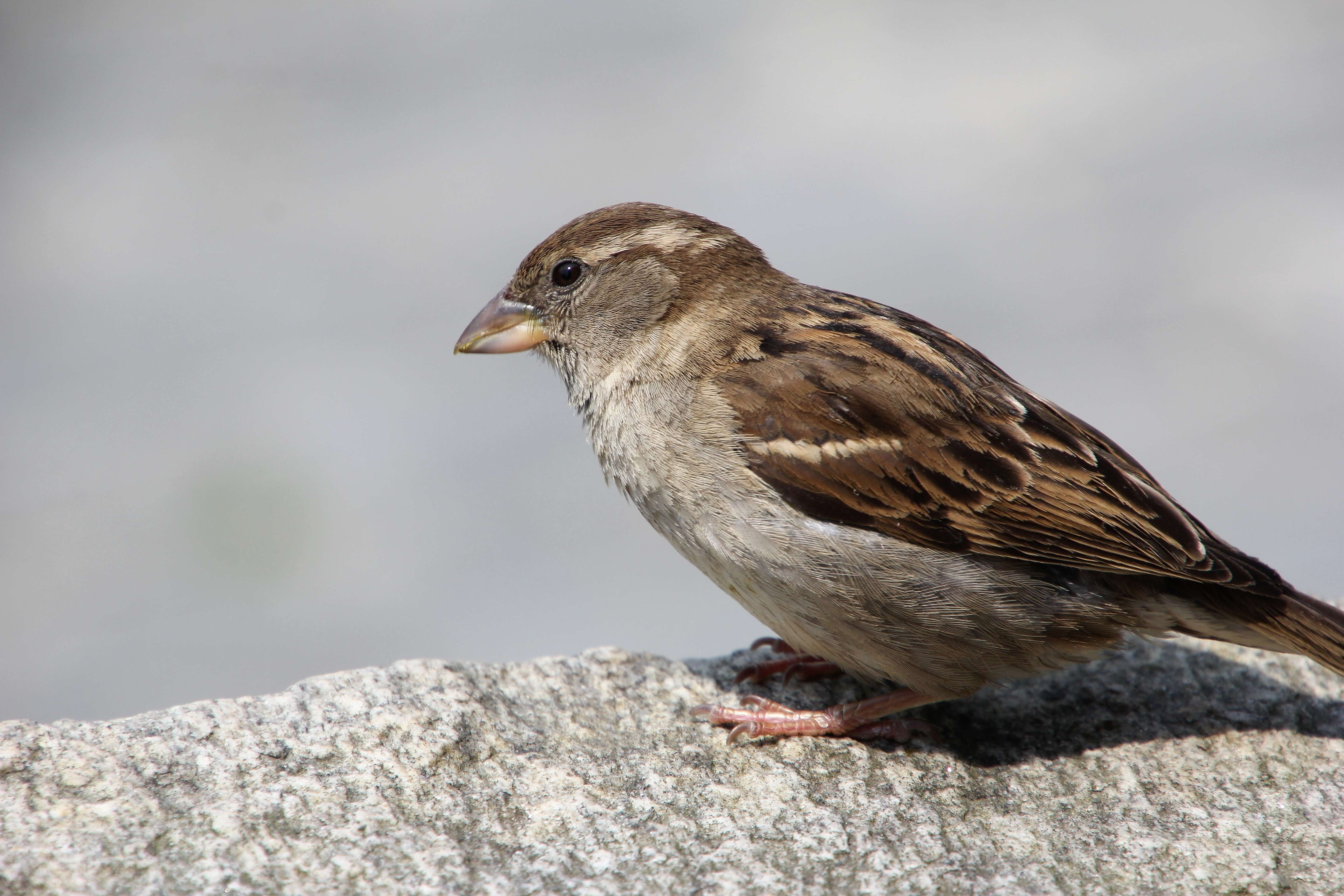 Image of Italian Sparrow