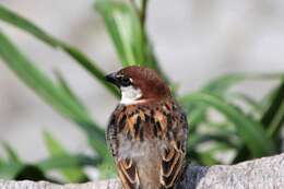 Image of Italian Sparrow