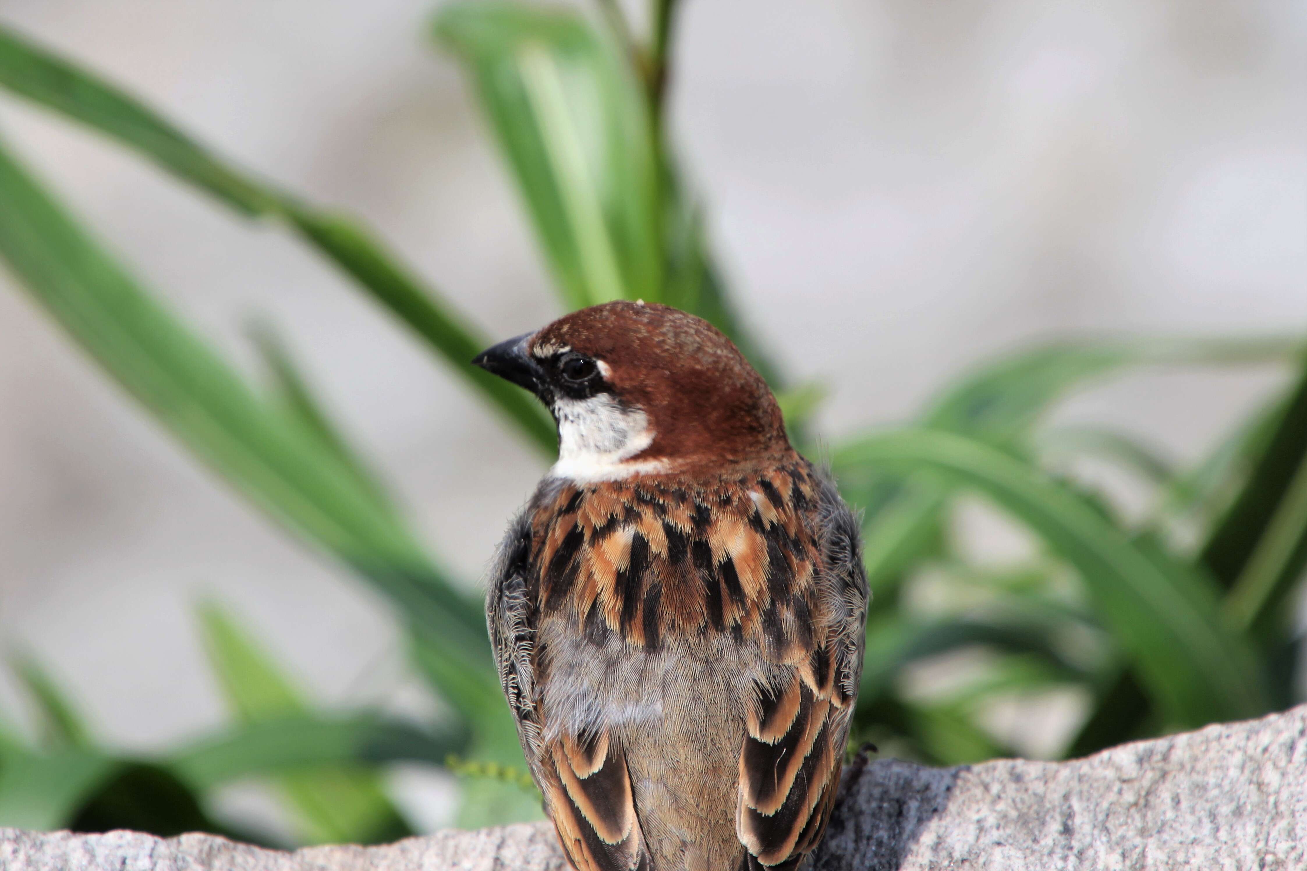 Image of Italian Sparrow