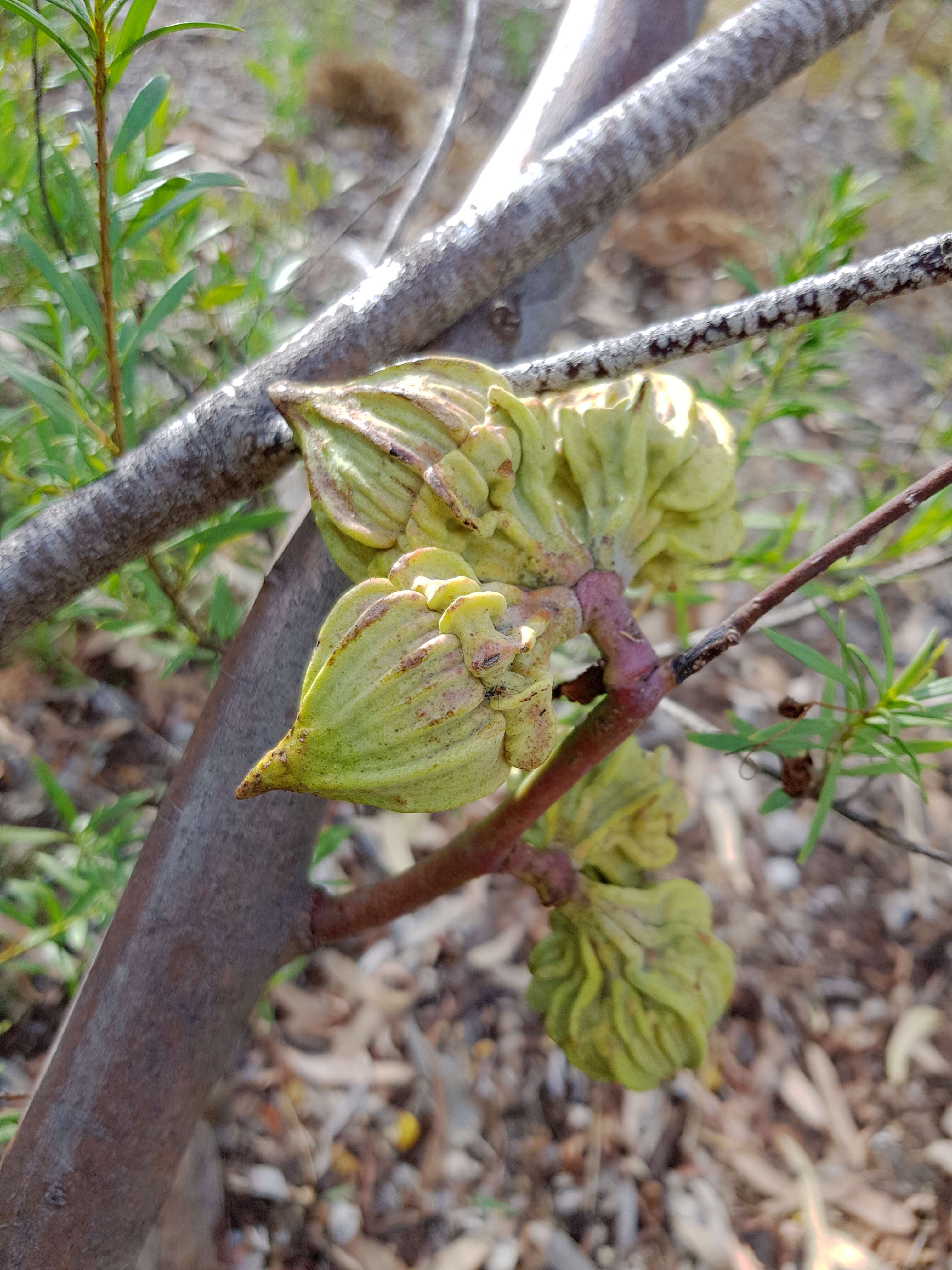 Image of Eucalyptus youngiana F. Müll.