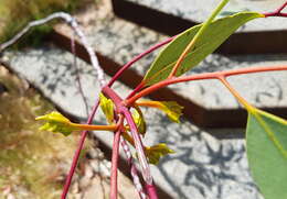 Image of Eucalyptus youngiana F. Müll.