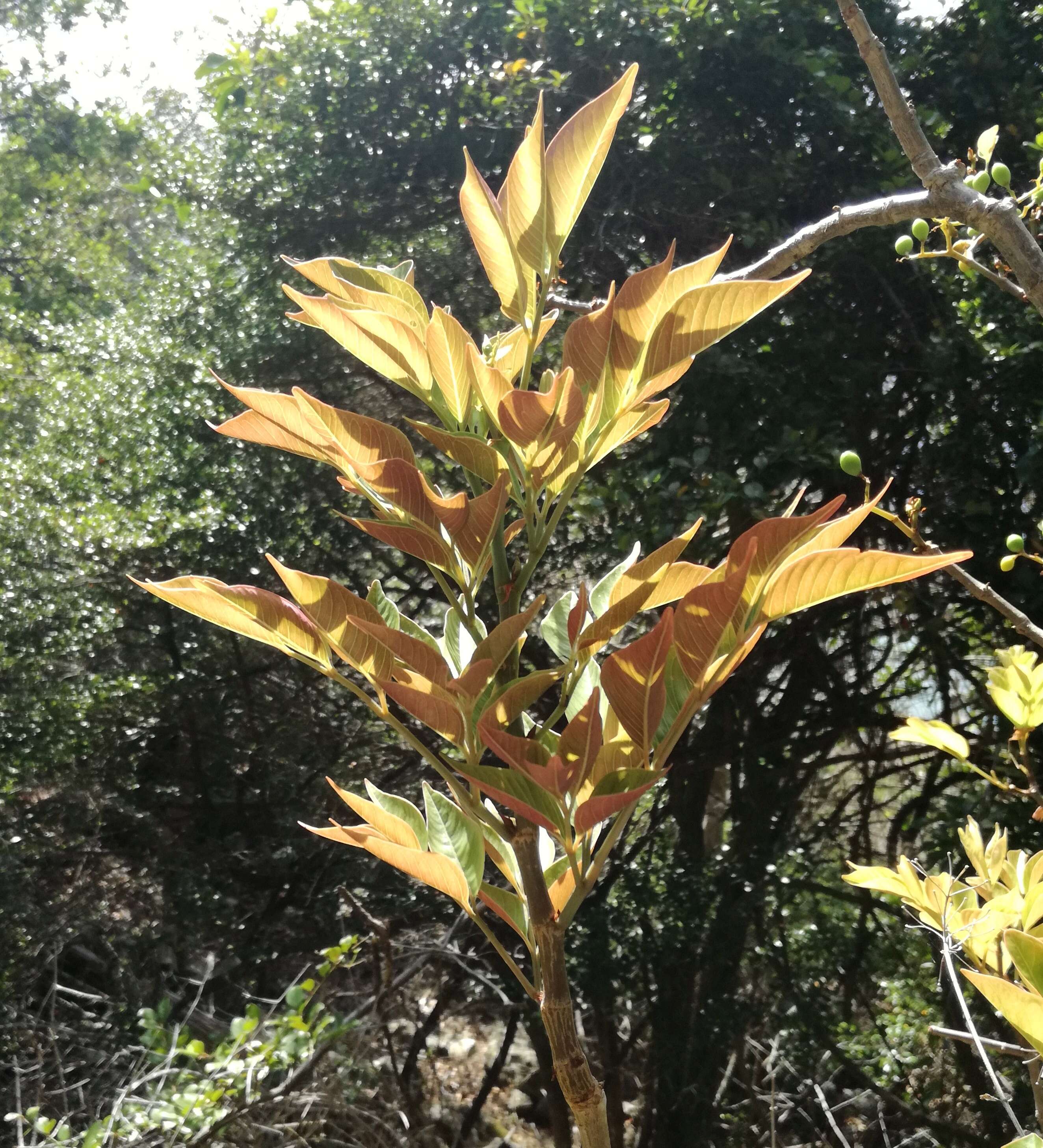 Cyphostemma mappia (Lam.) Galet resmi